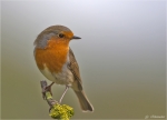Rotkehlchen-robin_redbreast.jpg