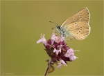 Rotklee-Blaeuling-Polyommatus_semiargus-15_07_2019.jpg
