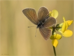 Rotklee-Blaeuling-Polyommatus_semiargus-weiblich.jpg