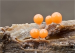 Rotkoepfiger_Schleimpilz-Trichia_Decipiens_Macbride-14_02_2016.jpg