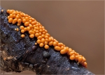 Rotkoepfiger_Schleimpilz-Trichia_Decipiens_Macbride-2014.jpg