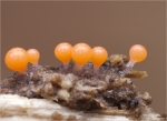 Rotkoepfiger_Schleimpilz-Trichia_Decipiens_Macbride-26_12_2014.jpg