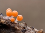 Rotkoepfiger_Schleimpilz-Trichia_Decipiens_Macbride-Februar_2016_.jpg