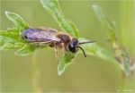 Rotschopfige_Sandbiene-Andrena_haemorrhoa.jpg