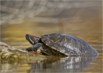 Rotwangen-Schmuckschildkroete-Trachemys_scripta_elegans.jpg