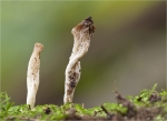 Runzelige_Koralle-Clavulina_rugosa-2014.jpg