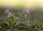 Ruprechtskraut-Geranium_robertianum-April_2015.jpg