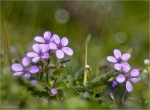 Ruprechtskraut-Geranium_robertianum-April_2016.jpg