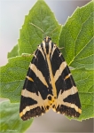 Russischer_Baer-Euplagia_quadripunctaria-2013.jpg