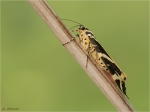 Russischer_Baer-Euplagia_quadripunctaria-24_07_2017-seitlich.jpg