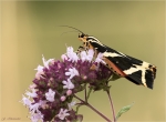 Russischer_Baer-Euplagia_quadripunctaria-auf_Dost-Origanum_vulgare.jpg