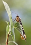 Russischer_Baer-Euplagia_quadripunctaria.jpg
