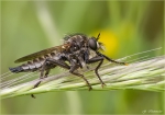 Saebel_Raubfliege-Dysmachus_trigonus.jpg
