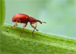 Sauerampfer-Spitzmausruessler-Apion_frumentarium.jpg
