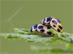 Schachbrett-Marienkaefer-Propylea_quatuordecimpunctata.jpg