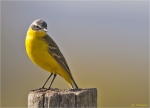 Schafstelze-21_04_2016-yellow_wagtail.jpg