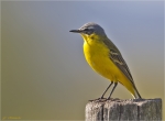 Schafstelze-yellow_wagtail-21_04_2016.jpg