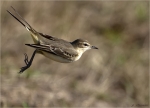 Schafstelze-yellow_wagtail-im_Landeanflug.jpg