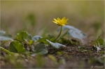 Scharbockskraut-Ficaria_verna.jpg