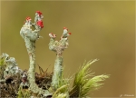 Scharlach-Becherflechte-Cladonia_coccifera.jpg