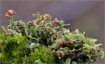 Scharlach-Becherflechte-Cladonia_coccifera_001.jpg
