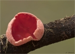 Scharlachroter_Kelchbecherling-Sarcoscypha_coccinea-18_12_2016.jpg
