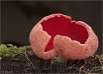 Scharlachroter_Kelchbecherling-Sarcoscypha_coccinea-auf_Schwarzdorn-2016.jpg