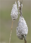 Schaumpilz-Mucilago_crustacea.jpg