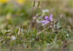 Schierlings-Reiherschnabel-Erodium_cicutarium.jpg