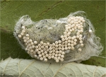 Schlehen-Buerstenspinner-Orgyia_antiqua-Gelege.jpg