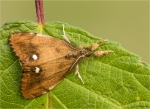 Schlehen-Buerstenspinner-Orgyia_antiqua-Maennchen.jpg