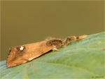 Schlehen-Buerstenspinner-Orgyia_antiqua-maennlich-24_09_2017.jpg