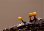 Schleimpilz-Trichia_botrytis.jpg