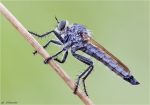 Schlichte_Raubfliege-Machimus_rusticus.jpg