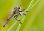 Schlichte_Raubfliege-machimus_rusticus.jpg