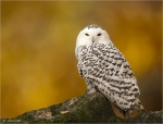Schnee-Eule-Bubo_scandiacus-November_2016.jpg