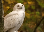 Schnee-Eule-Bubo_scandiacus.jpg