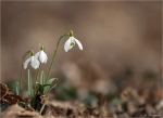 Schneegloeckchen-Galanthus-06_03_2015.jpg