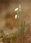 Schneegloeckchen-Galanthus-2015.jpg