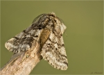 Schneespanner-Apoccheima_pilosaria.jpg