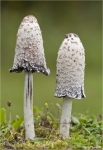 Schopf_Tintling-Coprinus_comatus.jpg