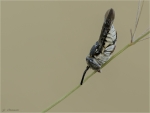 Schuppenhaarige_Kegelbiene-Coelioxys_afra-schlafend.jpg