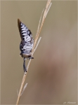 Schuppenhaarige_Kegelbiene-Coelioxys_afra.jpg