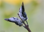 Schuppenhaarige_Kegelbienen-Coelioxys_afra.jpg