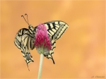 Schwalbenschwanz-April_2018-Papilio_machaon.jpg
