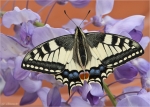 Schwalbenschwanz-Papilio_machaon-2016.jpg