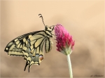 Schwalbenschwanz-Papilio_machaon-26_April_2018.jpg