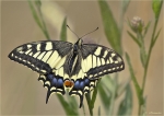 Schwalbenschwanz-Papilio_machaon-Juni_2015.jpg