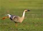 Schwanengans-swan_goose-10_01_2018.jpg