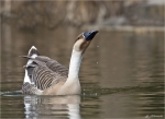 Schwanengans-swan_goose-22_03_2015.jpg